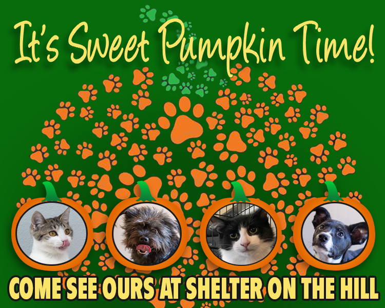 Sweet Pumpkin Time Poster