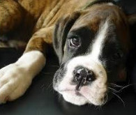 Brown dog