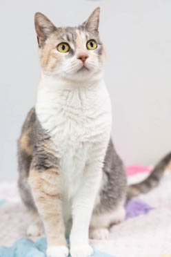 Cat #1