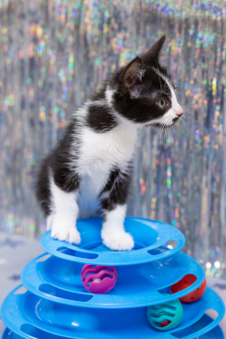 Black and white cat on blue toy