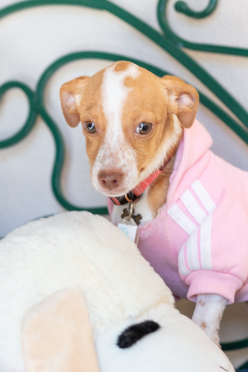 Tan and white dog in pink sweater