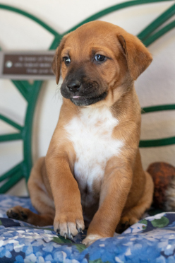 Dog #1