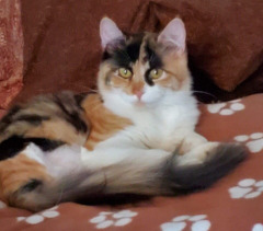 Robin Reno's Cat