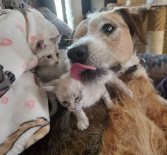 Robin Reno's Dog and Cats